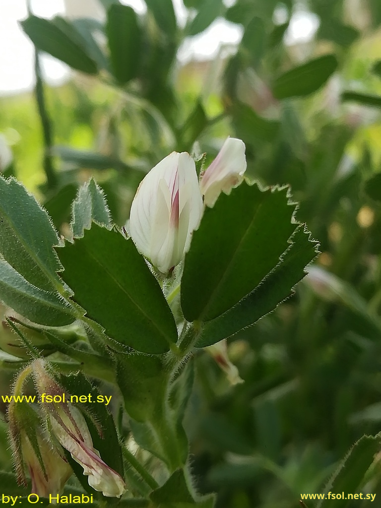 Ononis biflora Desf.